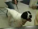 Adopt TUCKER a Great Dane  German Shorthaired Pointer  Mixed dog