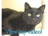 Adopt Midnight a Tonkinese