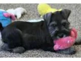 Egghead Miniature Schnauzer pups