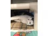 Adopt Sophia-Transferred a Black and White or Tuxedo Domestic Sh