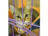 Adopt Mercury a Gray Blue or Silver Tabby Domestic Shorthair  Mi