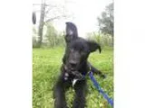 Adopt Stanley a Black - with White German Shepherd Dog  Cattle D