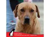 Adopt Ginger a RedGoldenOrangeCh estnut Labrador Retriever  Mixe