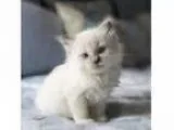 Adopt Finch a Ragdoll Mixed cat in Smyrna GA ()