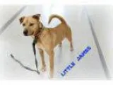 Adopt Little James a Husky Norwegian Elkhound