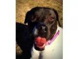 Adopt Thelma a English Pointer Pit Bull Terrier