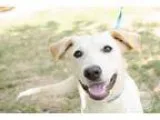 Adopt Percy Jackson a RedGoldenOrangeCh estnut Labrador Retrieve