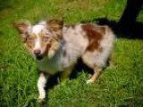 Adopt Newt - MINI AUSSIE a Merle Australian Shepherd  Mixed dog 