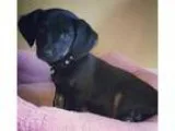 Adopt Brownie a Black - with Tan Yellow or Fawn Terrier (Unknown