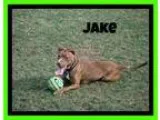 Adopt Jake a Pit Bull Terrier