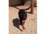 Adopt Tank a Rottweiler