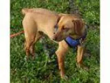 Adopt Bijou a Miniature Pinscher