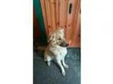 Adopt TRACIE a Shepherd Labrador Retriever