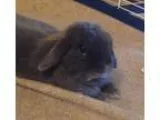 Adopt Stormy a Blue Lop Holland  Mixed (short coat) rabbit in Mo