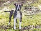 Adopt WOLFGANG a Labrador Retriever