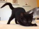 Adopt Polaris a Black (Mostly) Domestic Shorthair  Mixed (short 