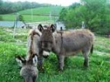 Looking for animal care takers