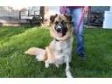 Adopt Zelda a Husky  Mixed dog in Crystal Lake IL (15605929)