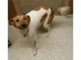 Adopt Rosie a Collie