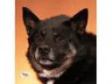 Adopt Zeus a Norwegian Elkhound