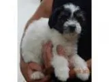 Adopt Spirit (6 lb) a White - with Black Shih Tzu  Terrier (Unkn