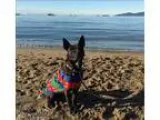 Adopt Sawyer in Foster a Pit Bull Terrier  Mixed dog in Vancouve