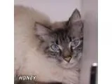 Adopt Honey a Domestic Longhair  Mixed cat in Hot Springs Villag