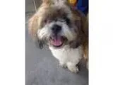 Adopt Benji and Bandit a Lhasa Apso  Mixed dog in Los Banos CA (