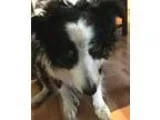 Adopt Birdie a Black - with White Border Collie  Mixed dog in Ma