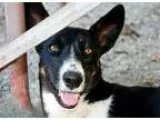 Adopt Halli a Australian Shepherd  German Shepherd Dog  Mixed do