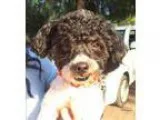 Adopt Dante a White - with Black Poodle (Miniature)  Mixed dog i