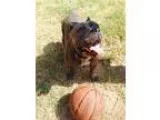 Adopt MARTHA POTAMUS a Pit Bull Terrier  Mixed dog in Anaheim Hi