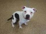 Adopt SUZANNE a Pit Bull Terrier  Mixed dog in Springfield MA (1