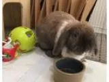 Adopt Mittens a Mini-Lop