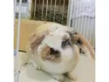 Adopt Sherlock a Tri-color Mini Lop  Mixed (medium coat) rabbit 