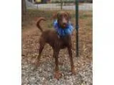 Adopt Wrangler a Doberman Pinscher