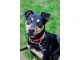 Adopt Miranda a Rottweiler  Mixed dog in Concord NH (15579373)