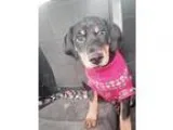Adopt Prince a Black - with Tan Yellow or Fawn Doberman Pinscher