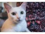 Adopt Panda a White Domestic Mediumhair  Mixed (medium coat) cat