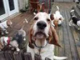 Adopt Peter a Basset Hound