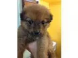 Adopt Snookie a BrownChocolate - with Black Australian Shepherd 