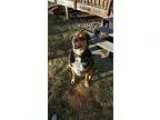 Adopt Goofy (LONGMONT LOCATION) a Shepherd Australian Shepherd