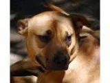 Adopt Rocking Rita a RedGoldenOrangeCh estnut American Staffords