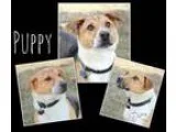 Adopt Puppy a Treeing Walker Coonhound Beagle