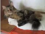 Adopt TWILIGHT a Tortoiseshell Maine Coon (long coat) cat in det