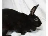 Adopt Lacy a Black American  Mixed rabbit in Alexandria VA (1570
