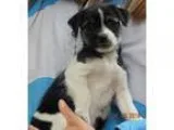 Adopt Star (3 lb) a White - with Black Shih Tzu  Terrier (Unknow