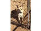 Adopt Tara a RedGoldenOrangeCh estnut German Shepherd Dog  Husky