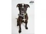 Adopt Sebastian a Boxer  Mixed dog in Jefferson LA (15551141)