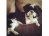 Adopt Trina a Black - with White Shih Tzu Mixed dog in Bowie MD